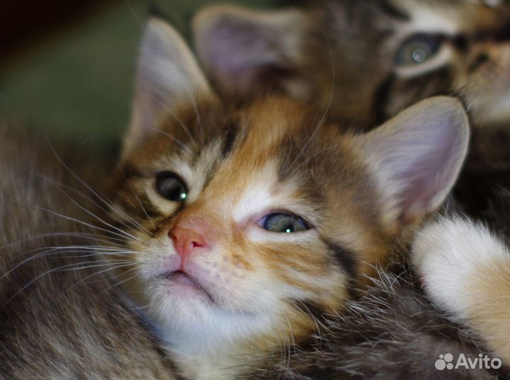 Кошечка тайдай