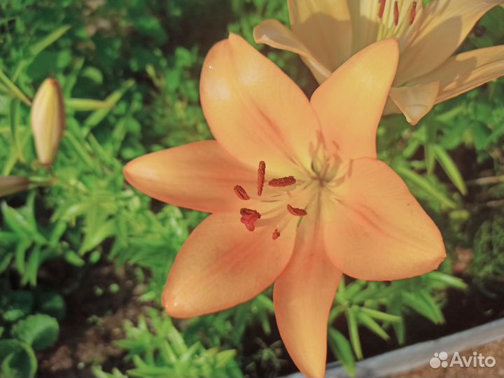 Лилии луковицы