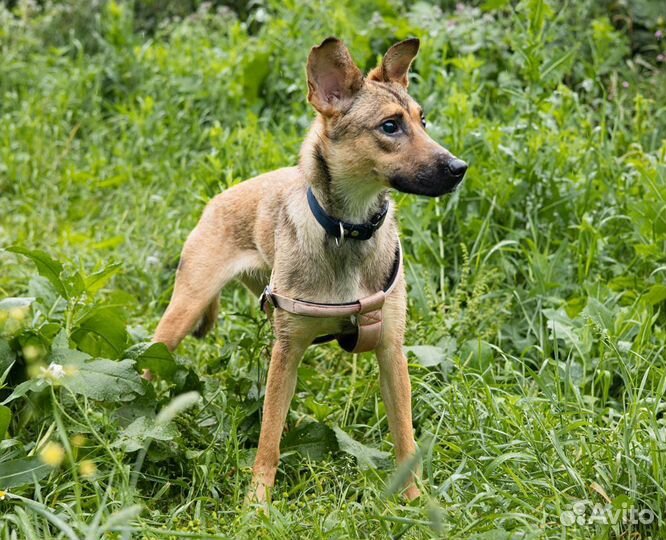 Слепышке тяжело жить без семьи