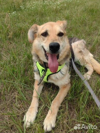 Мартуся ищет дом