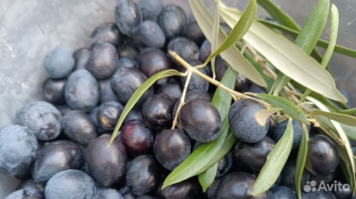 Семена Оливы крымской опт