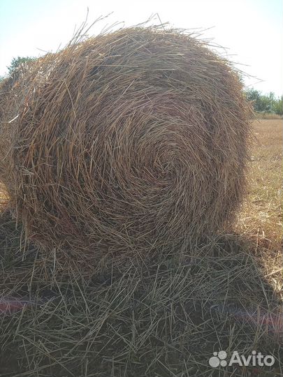 Солома пшеничная