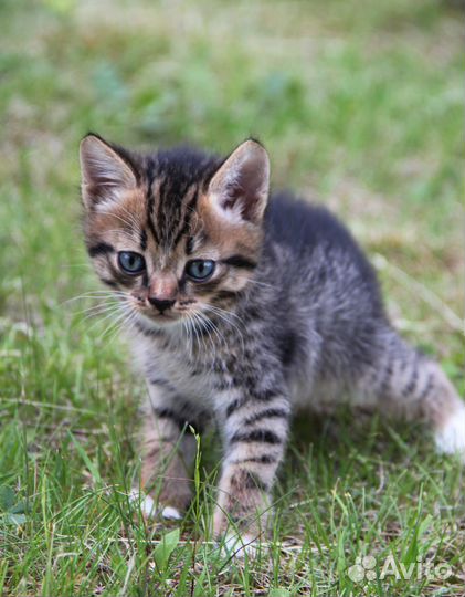 Отдам котят от умной и доброй кошки-мышеловки