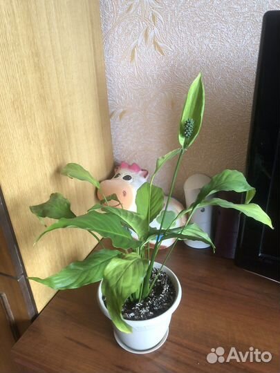 Спатифиллум