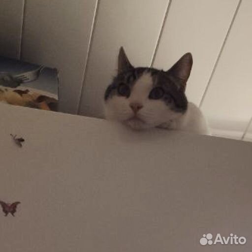 Стикеры для телеграма