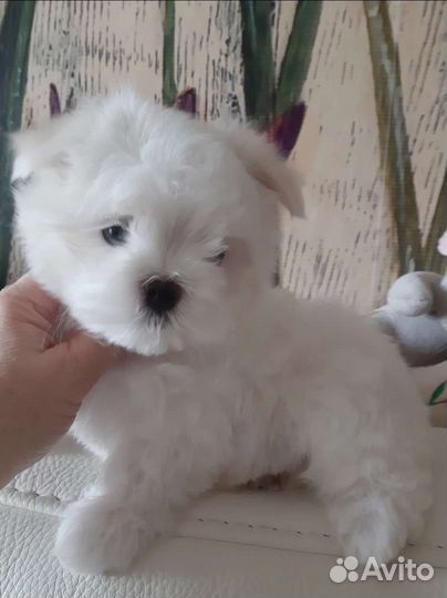 Мальтезе. Щенки Мальтийской болонки