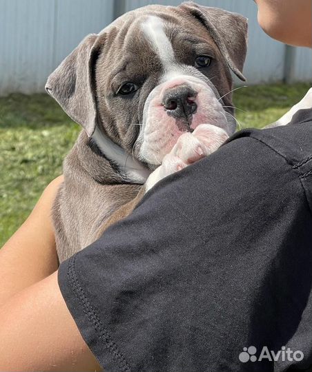 Щенок Староанглийского бульдога