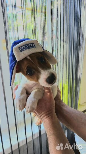 Джек Рассел терьер