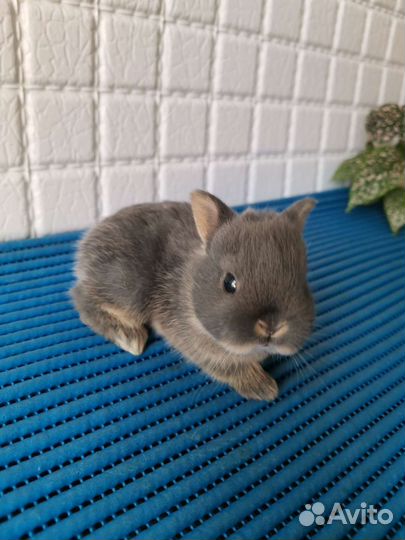 Малыши карлики разные окрасы