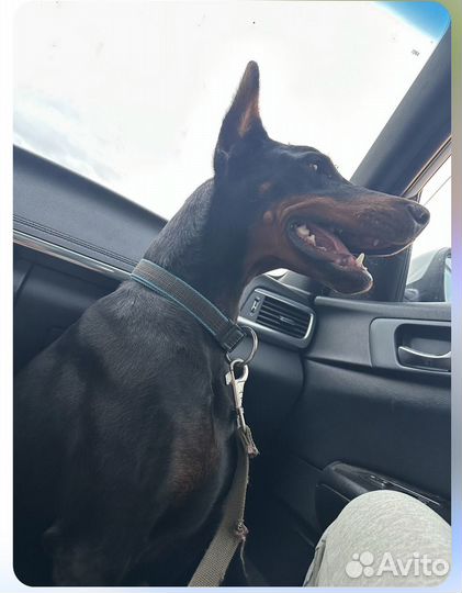 Добермана щенки