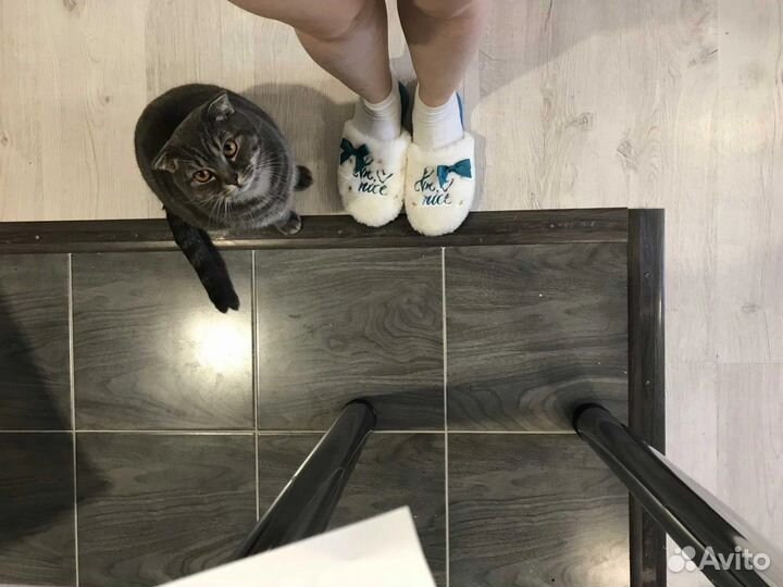 Отдам бесплатно кота