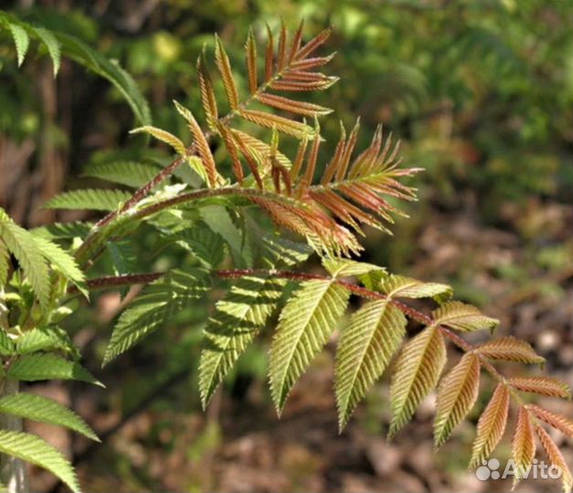 Рябинник Сэм саженец