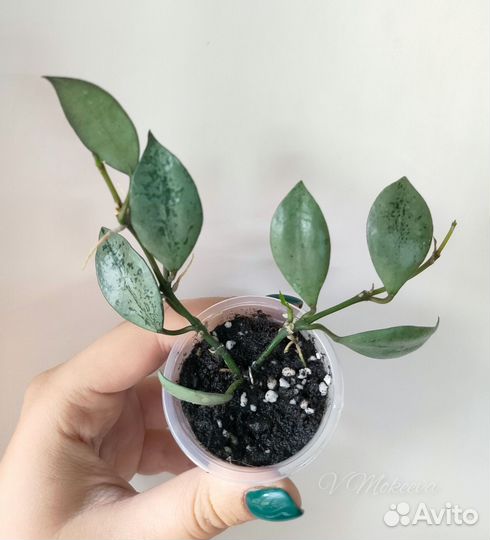 Хойя разные