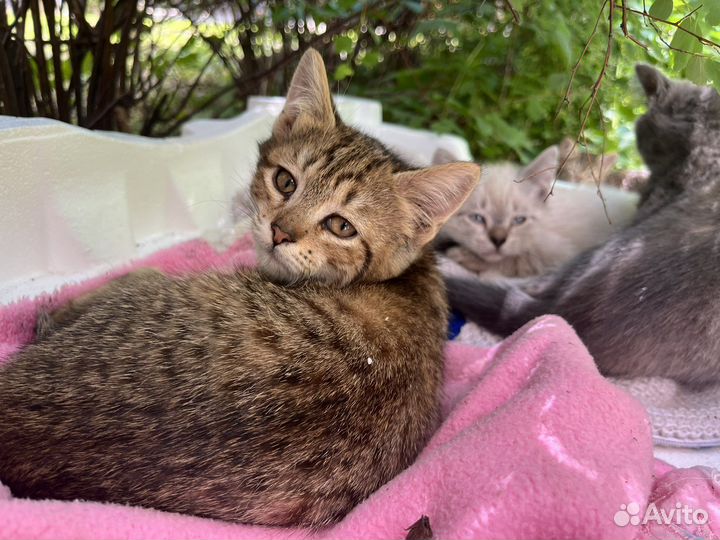 Котята в добрые руки