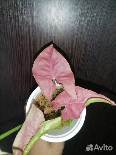 Сингониум imperial Еллоу