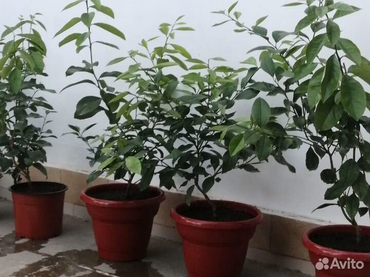 Лимонное дерево