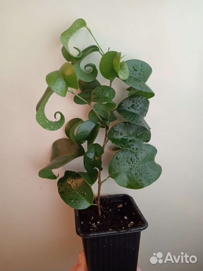 Фикус Букле