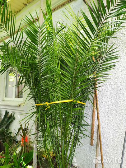Финиковая пальма