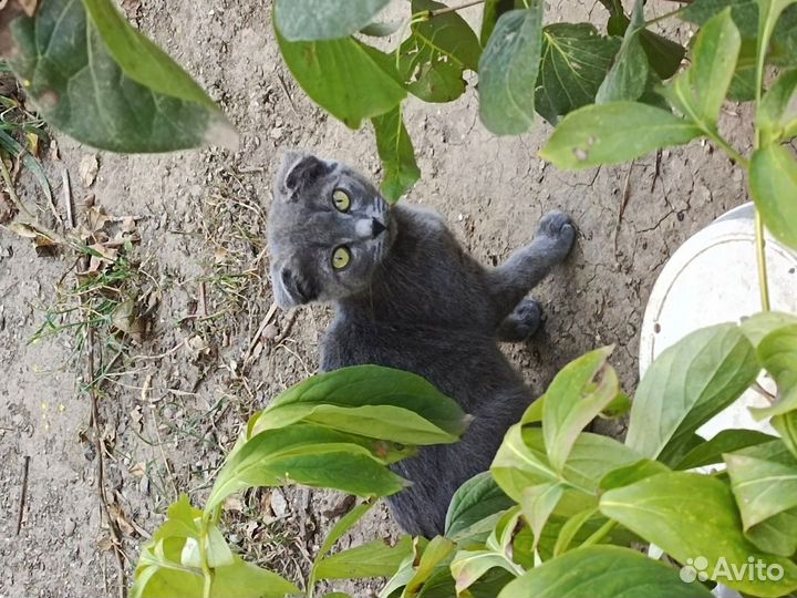 Котенок мышелов