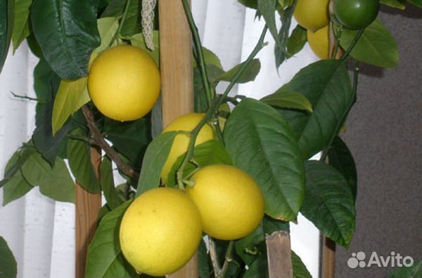 Лимон саженцы