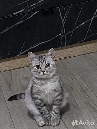 Передержка кошек/котов