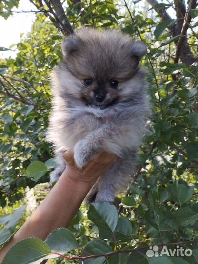 Щенок померанского Шпица