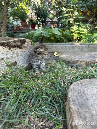 Котеноки Скоттиш-фолд шотландские веслоухие
