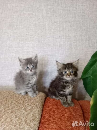 Котята в добрые руки мальчики