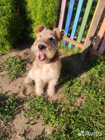 Вязка Фокстерьера