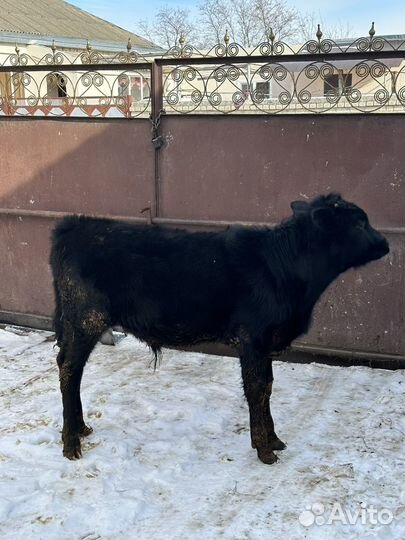 Бычки и Телка на мясо