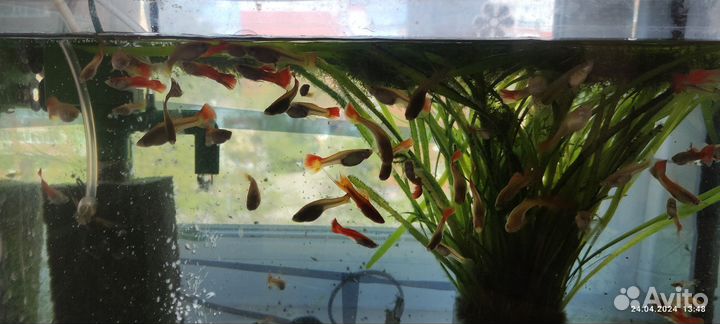 Аквариумные рыбки
