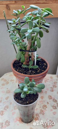 Крассула толстянка