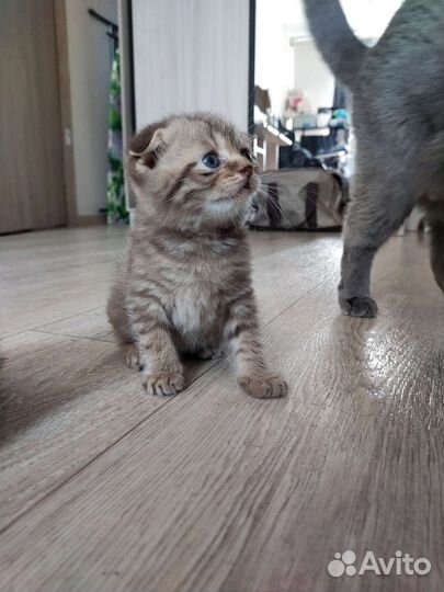 Шотландские котята