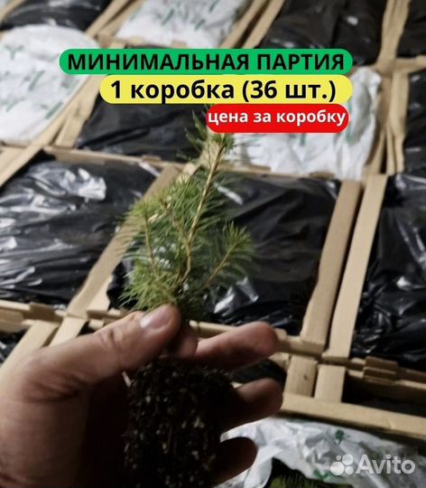 Сеянцы ели европейской зкс