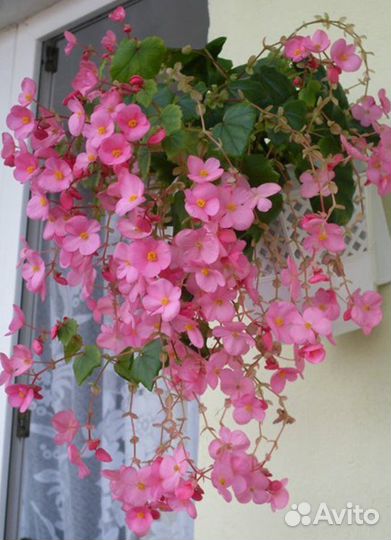 Бегония Лорейн