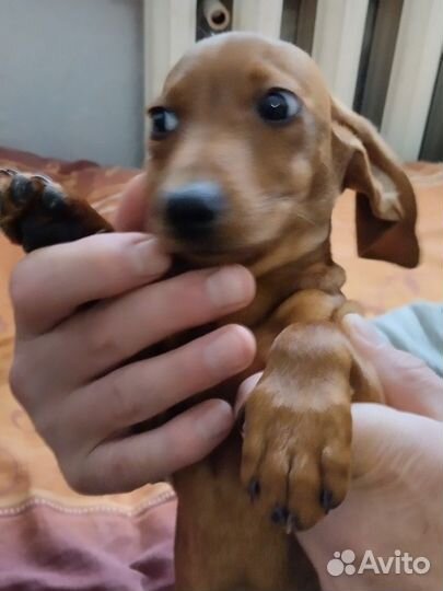 Щенки таксы