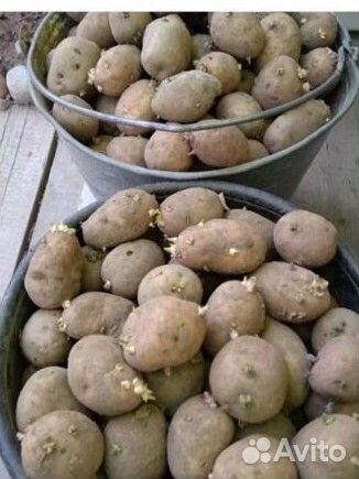 Семенной картофель