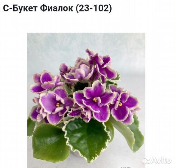 Детки сортовых фиалок