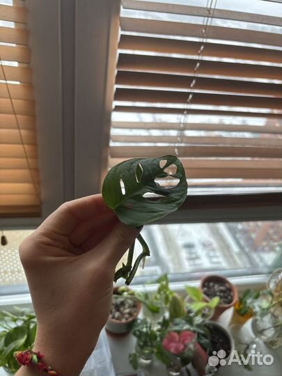 Монстера адансона