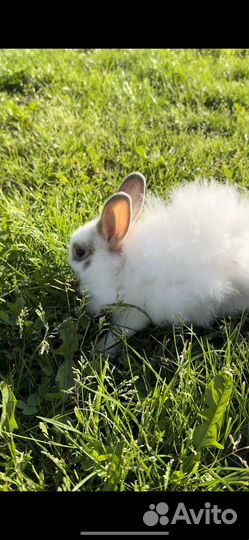 Декоративные кролики