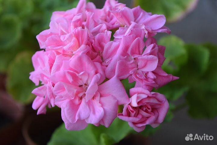 Зональные пеларгонии