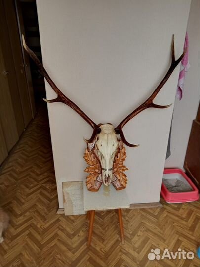 Рога на медальоне