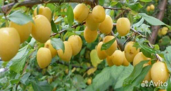 Саженцы слива желтая и синяя, абрикосы, вишня