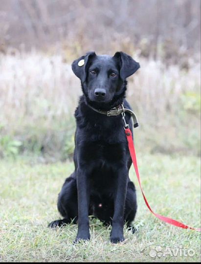 Молодой метис в добрые руки