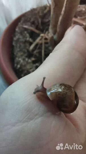 Улитки ахатины