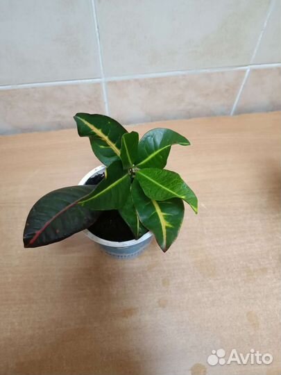 Кротон миссис айстон