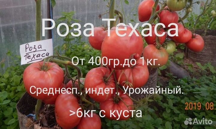 Семена Томатов