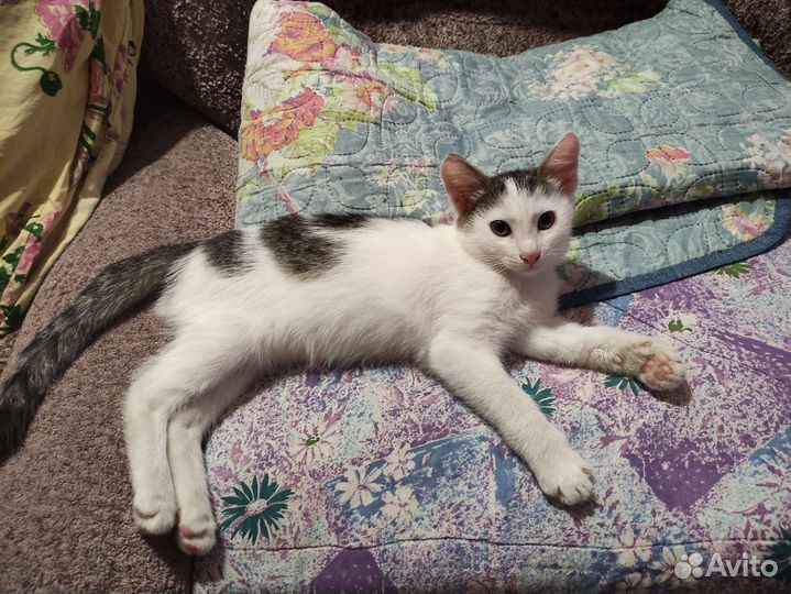 Котенок в добрые руки