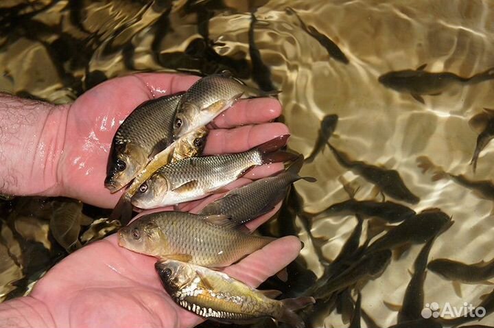 Малек карпа