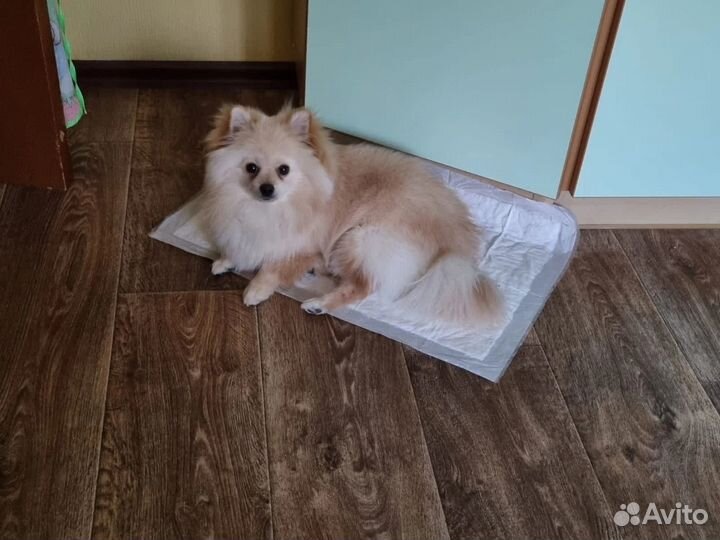 Немецкий шпиц вязка